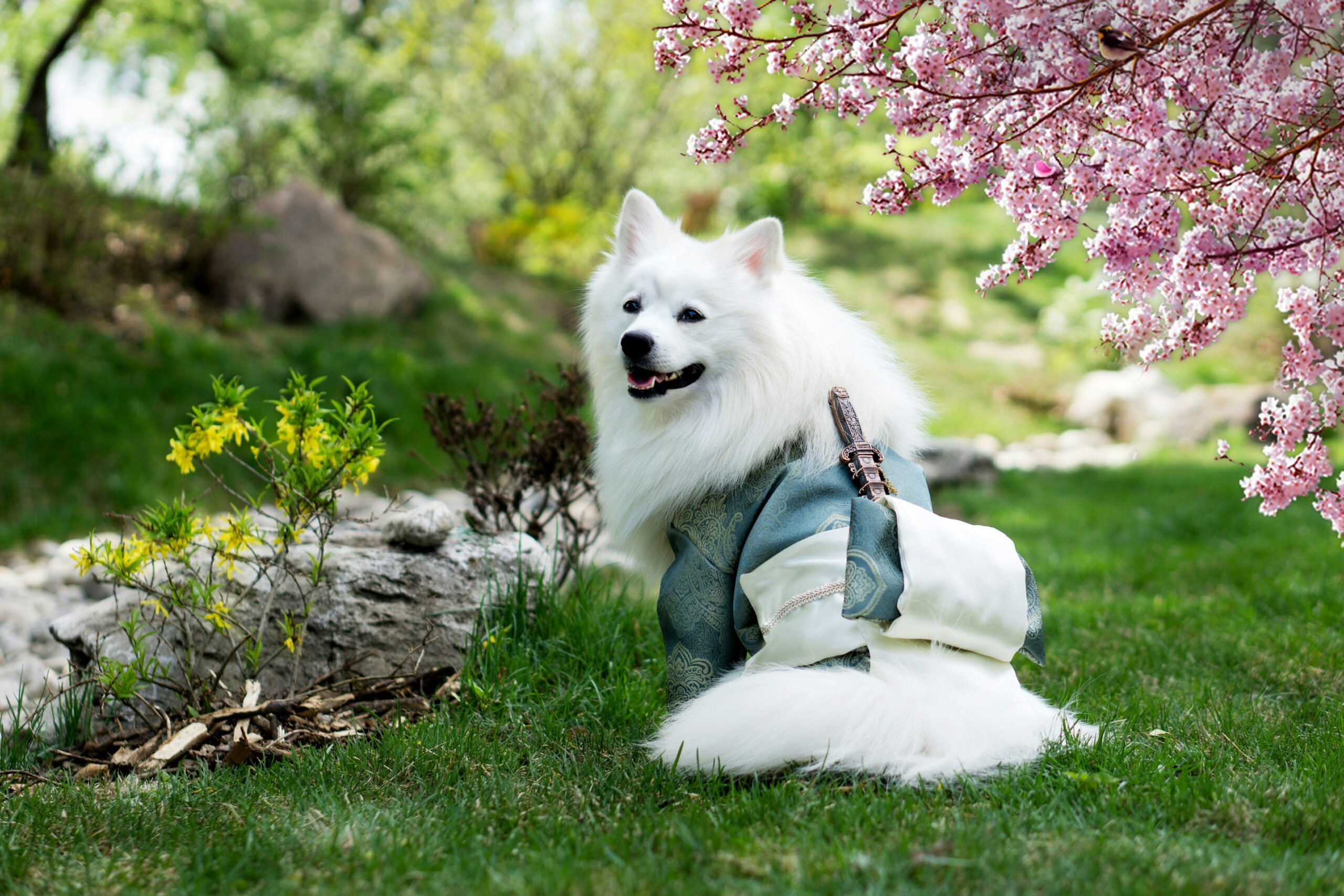 A sweet white fluffily dog dressed for spring