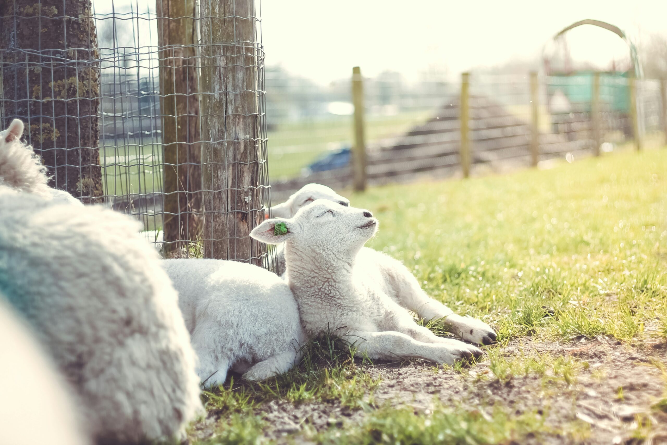 a baby lamb laying in the grass enjoying the sunshine