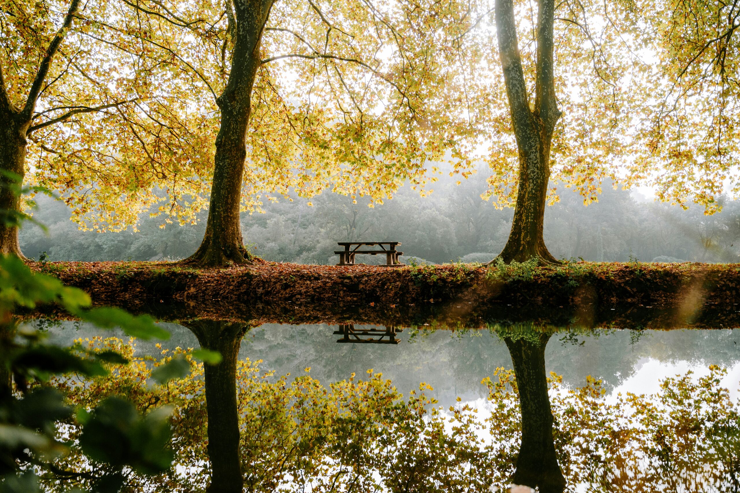 a beautiful autumn nature scene with water and a siren bench beneath trees