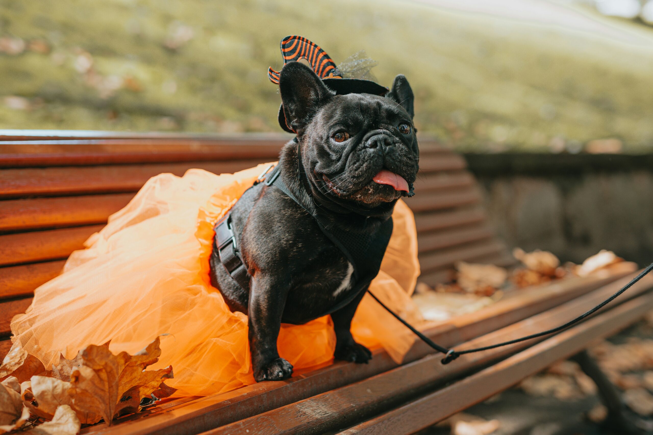 a cute black pug wearing an orange tutu for Halloween sits on a bench