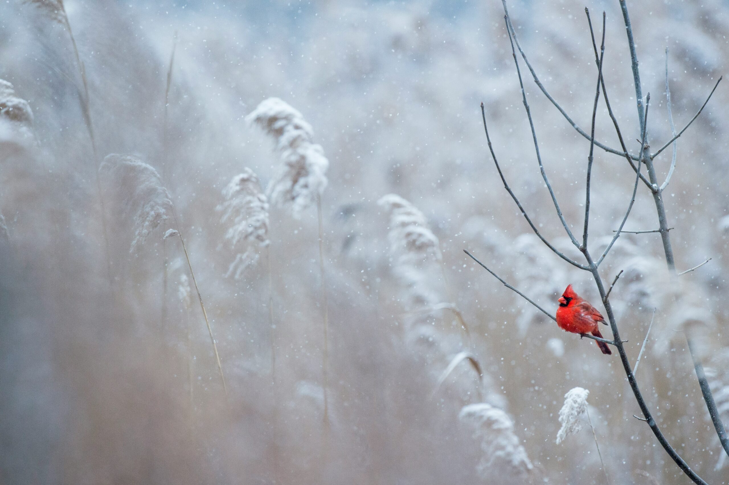 a brilliant red cardinal sits in a forest of snow-covered trees